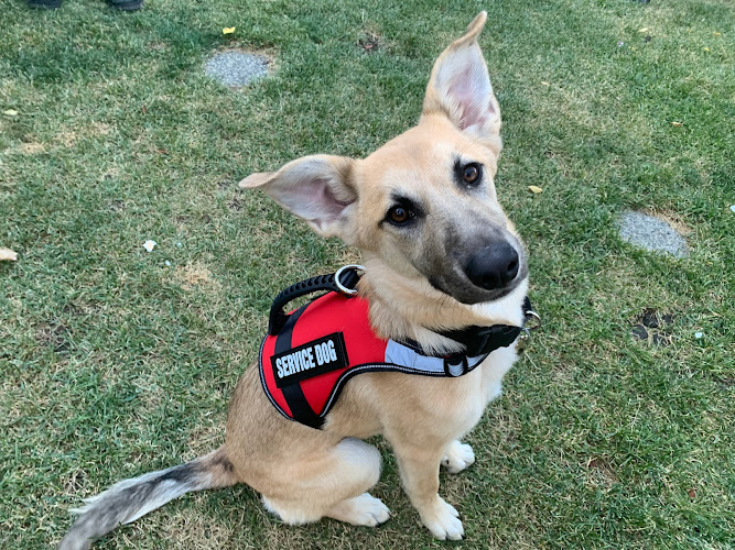 Pawsitive Solutions Dog Training