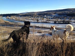 Canine Minds and Manners Dog Training