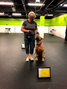 Marvel Dog Training Academy