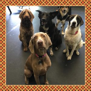 Dogma Training – Chinook