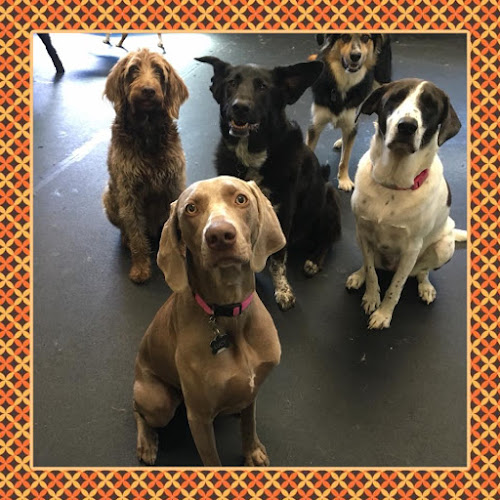 Dogma Training – Chinook