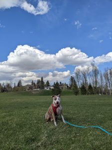 Furriends Dog Walking and Training