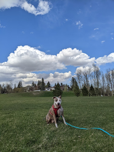 Furriends Dog Walking and Training