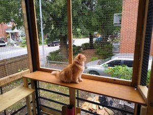 Allo Ronrons, gardiennage de chats à Montréal