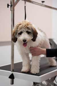 CasaPooch Toilettage & Boutique