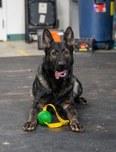 Grassroots K9 Edmonton