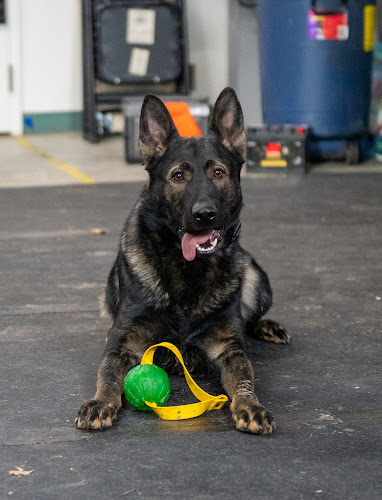 Grassroots K9 Edmonton