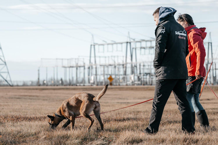 K9 Intel Dog Training Academy