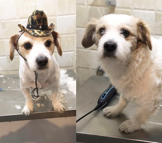 Pet Grooming , pet groomer , toilettage