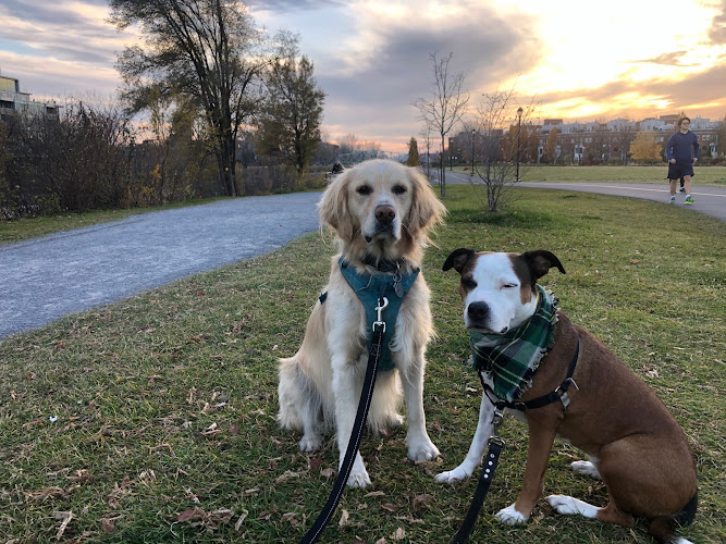 Wagging Tails Mtl