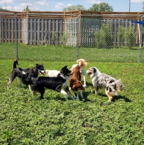 Richelieu Valley Canine Center