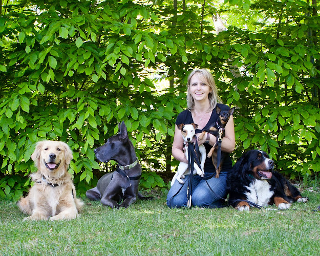 Plaisirs canins – Dressage de chien Québec