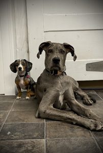 Dressage et Éducation canine AniVal – Drummondville