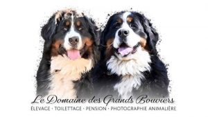 Pension pour chiens | Le Domaine des Grands Bouviers