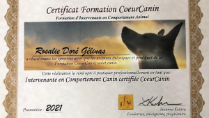 Comportement canin sérénité