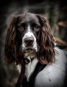 Bienveillance Canine