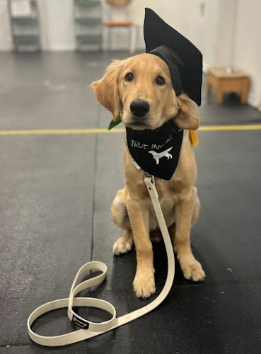 True Instincts Dog Training