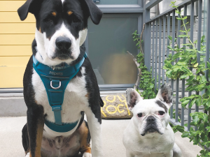 Kelley’s Dog Training