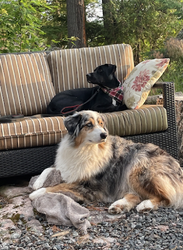 Rory’s Dog Training