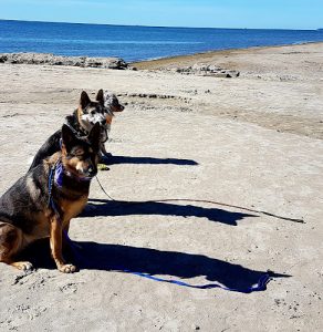 Pepp K-9 Training Services
