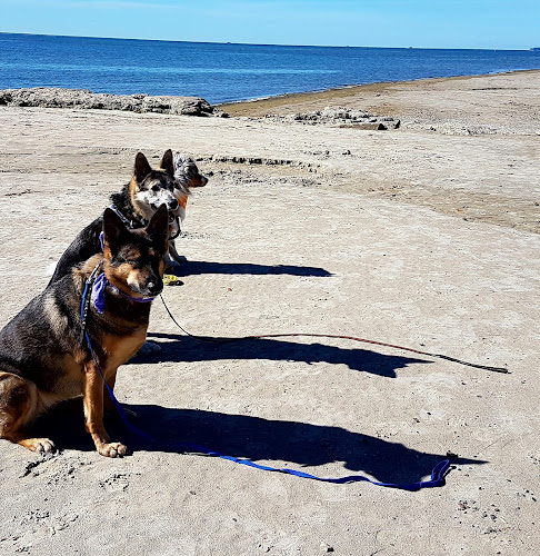 Pepp K-9 Training Services