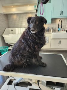 Companion Inn Pet Resort