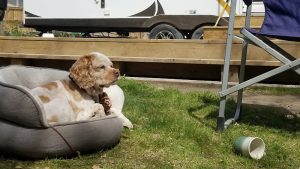 Adventurous Tails Animal Care