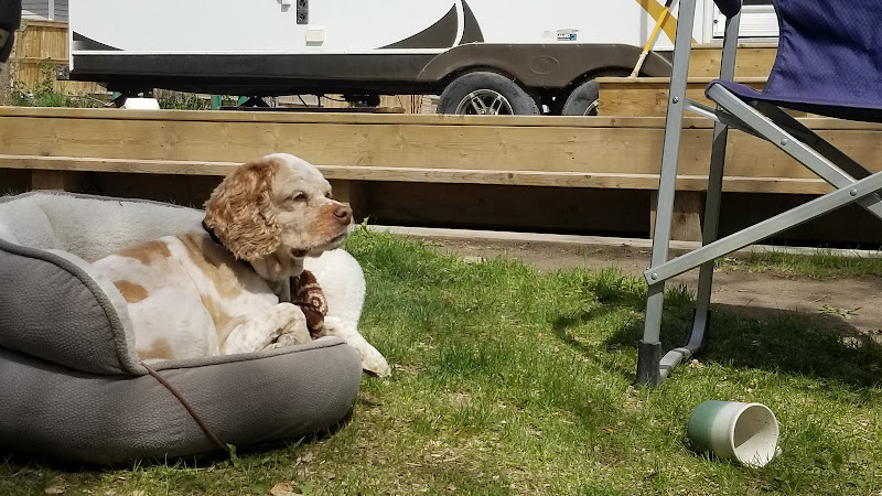 Adventurous Tails Animal Care