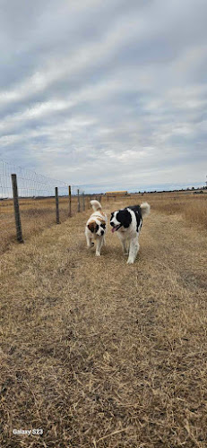 Hague Lake Pet Resort