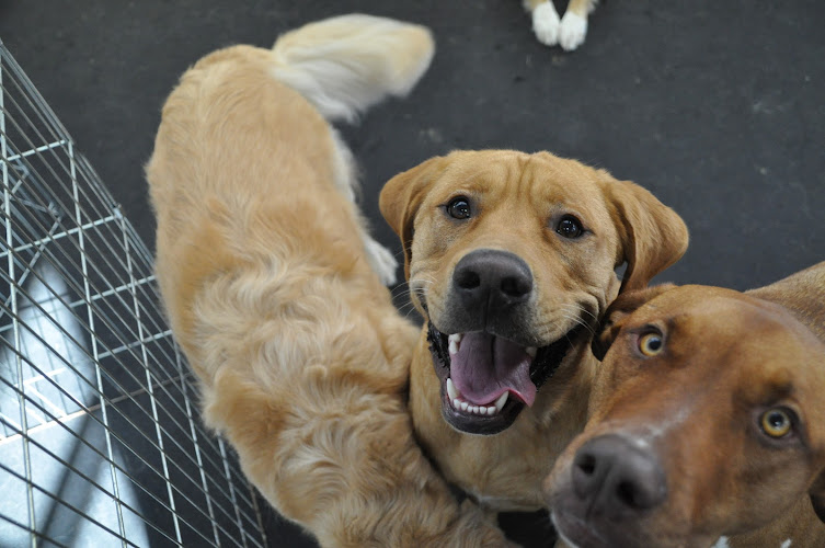 Prince Albert Pet Wellness Centre