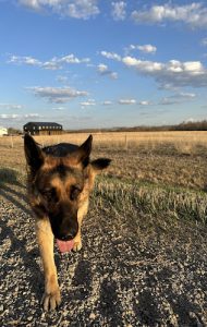 Prairie Meadows Dog Retreat