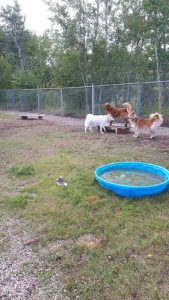 Just Fur Now Kennels