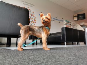 Tail End Dog and Cat Grooming Services