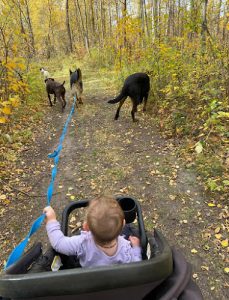 Smith’s K9 Kennels