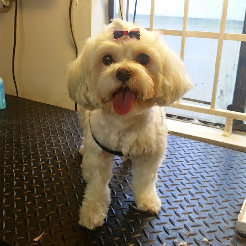 Ball and Biscuit Grooming