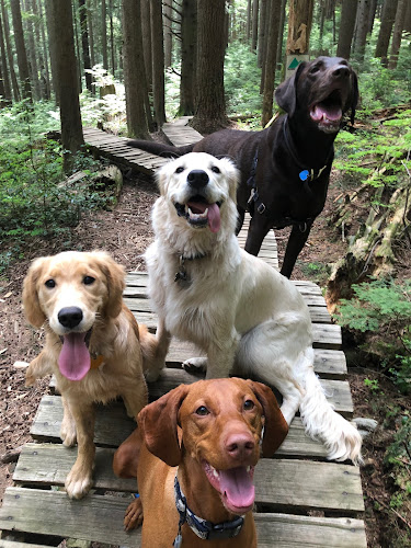 North Shore Dog Walkers