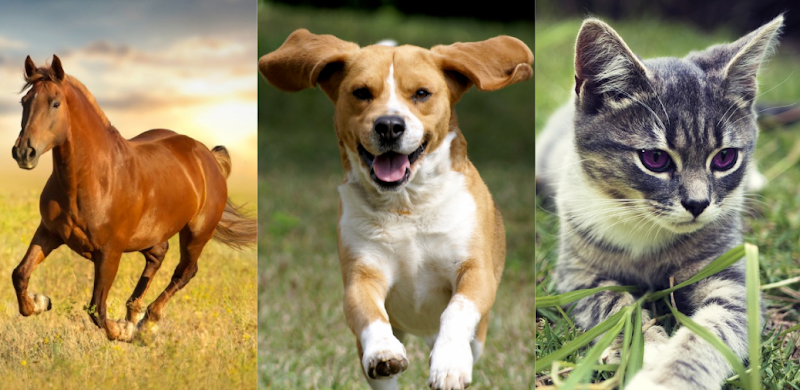 Animal Behaviourist, Pet Counsellor