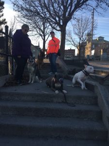 T&T Dogs Unleashed