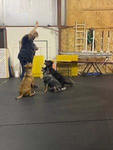 K-9 Solutions Mobile Pet Services and Training