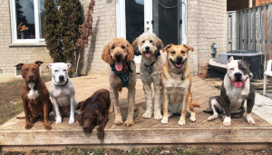 Mindful Dog Company – Toronto