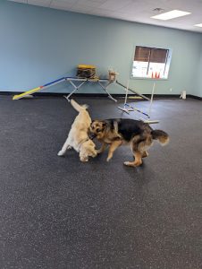 Unified K9 Behaviour Centre