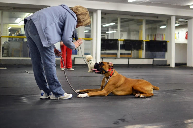 Just Fur Fun Canine Campus Training Centre