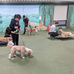 Drop The Leash! Dog Training