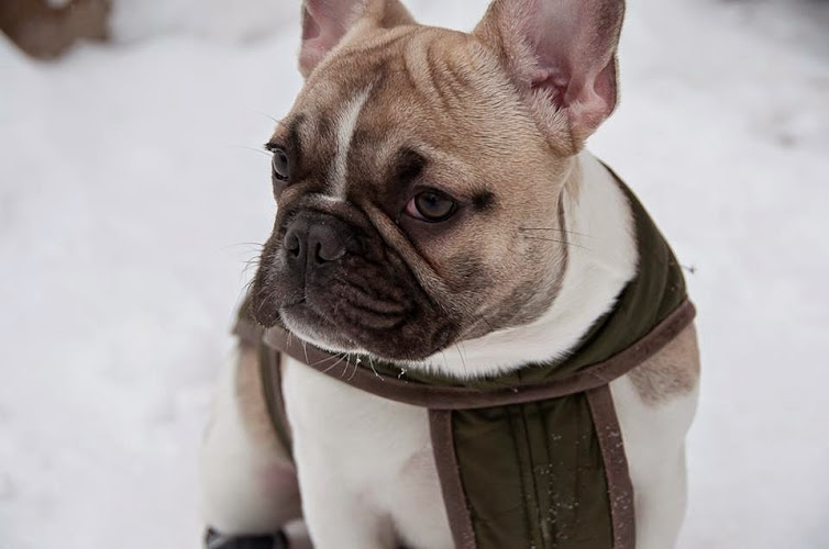 Évolution Canine – Éducation et dressage de chiens