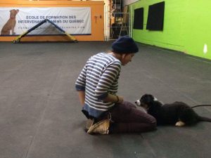 Canine Trainer – Virginie Beaudoin