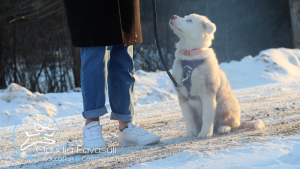 Claudia Favasuli Éducation & Comportement Canin