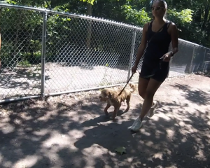 Leadership Based Dog Training