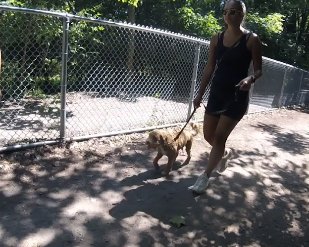 Leadership Based Dog Training