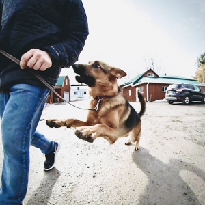 Family K9 Dog Training