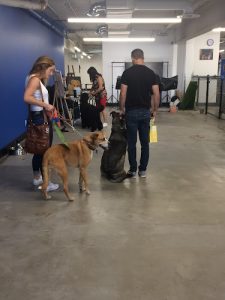Seirios K9 Dog Training Academy